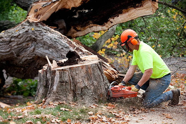 New Cumberland, WV Tree Services Company